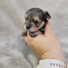 Rusty - Chocolate and tan male Yorkshire Terrier puppy in Middleton, Idaho from Rocky Mountain Yorkies
