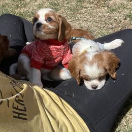 Cavalier King Charles Spaniel Puppies from Colorful Cavaliers