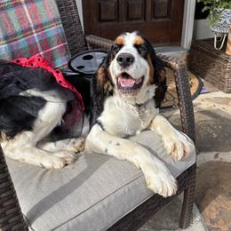 Mary Ann - English Springer Spaniel