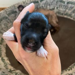 Boots - Black and silver male Miniature Schnauzer puppy in Malvern, Arkansas from Deep South Miniature Schnauzers
