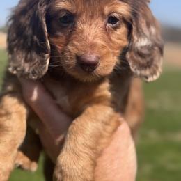 Stella - Dapple female Dachshund puppy in Bentonville, Arkansas from T & D Dachshunds by design