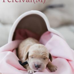 Percival - Apricot male Goldendoodle puppy in Acton, Maine from Silver Pines Pups