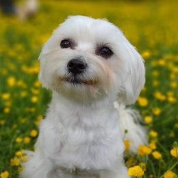 Effie - Maltese