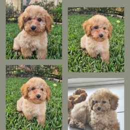 Boy 2 - Cream male Goldendoodle puppy in Wildwood, Florida from We R Mini Doodles