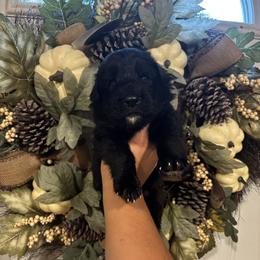 Goblin (4th pick black male) - Black male German Shepherd puppy in Watervliet, Michigan from M&M Shepherd Farms