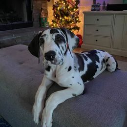 Great Dane Puppies from Dynamic Danes