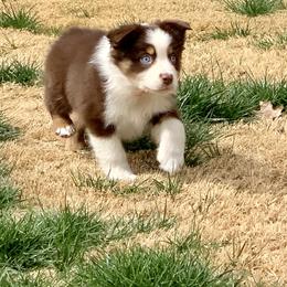 Miniature Australian Shepherd Puppies from BlueZion Aussies