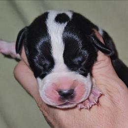 Mantle Male - Mantle male Great Dane puppy in Biscoe, North Carolina from Clouser's Bodacious Danes
