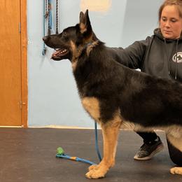 Kovu - German Shepherd
