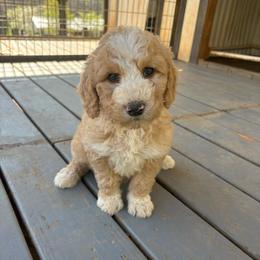 Girl 3 - Apricot female Double Doodle puppy in Jonesborough, Tennessee from Dry Creek Siberians