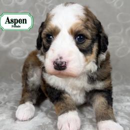 Aspen - Merle female Bernedoodle puppy in Milan, Indiana from Doodles & Spice