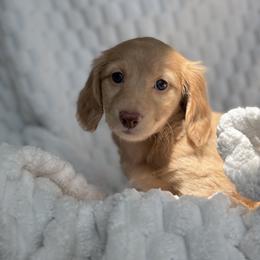 Dachshund Puppies from Dash of Love
