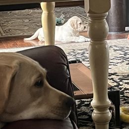 Labrador Retriever Puppies from Willow Ridge Labradors