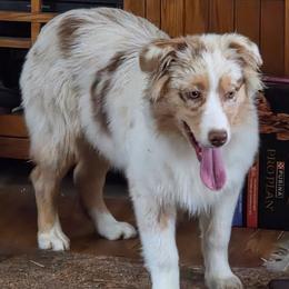 Sierra - Red merle female Australian Shepherd puppy in Browerville, Minnesota from Rustic River Ranch Aussies