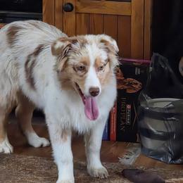 Sierra - Red merle female Australian Shepherd puppy in Browerville, Minnesota from Rustic River Ranch Aussies