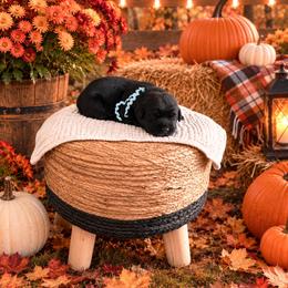Teal girl - Black female Labrador Retriever puppy in Lake City, Michigan from Loon Lake Labradors