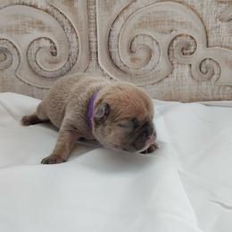 French Bulldog puppies from Frenchies WV