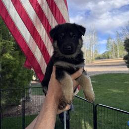 Girl - Black and tan female German Shepherd puppy in Windsor, Colorado from German Shepherds