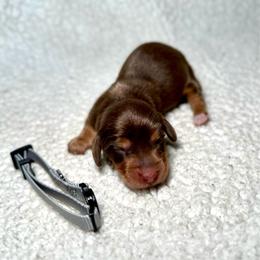 Rolo - Chocolate and tan male Dachshund puppy in Stilwell, Oklahoma from Mountain Top Dachshunds