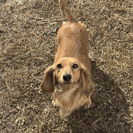 Sadie - Dachshund