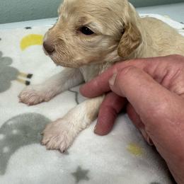 Maria La Divina Della Fino - Off-white female Lagotto Romagnolo puppy in Santa Fe, New Mexico from Fino Lagotto