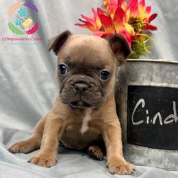Cinder - Blue fawn female French Bulldog puppy in Bowman, Georgia from Companion Creek Farm