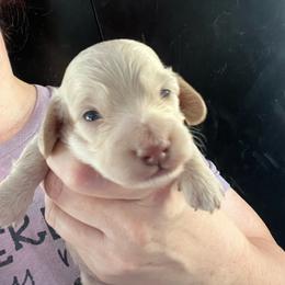 Boy 1 - Cream male Dachshund puppy in Bigfork, Minnesota from Dachshunds Up North