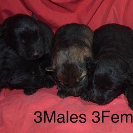 German Shepherd Puppies from Kraften K9
