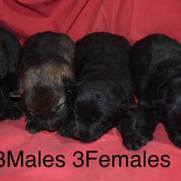 German Shepherd Puppies from Kraften K9