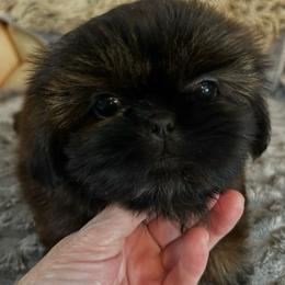 Girl 2 - Red female Shih Tzu puppy in Dallas, Texas from A Sassy Soul Shih-Tzu