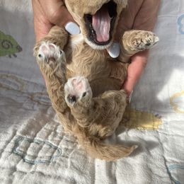 Goldendoodle Puppies from Cassie Farms