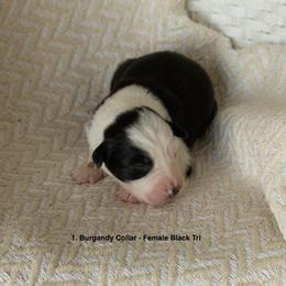 Puppy 1 Burgundy - Black tri-color female Australian Shepherd puppy in Avoca, Iowa from Danker Farms