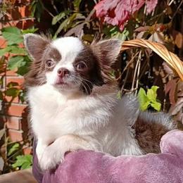 Frannie - Chihuahua