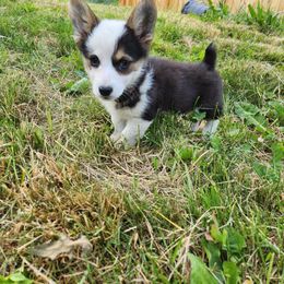 Chloe - Black and tan female Pembroke Welsh Corgi puppy in Oak Harbor, Washington from Blackberry Hill Corgis
