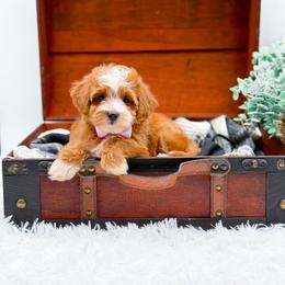 Kylie - Red  female Goldendoodle puppy in North Carolina from NC Doodle Puppies