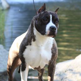 Pardi - American Pit Bull Terrier