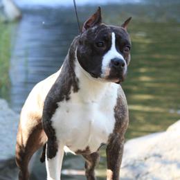 Pardi - American Pit Bull Terrier