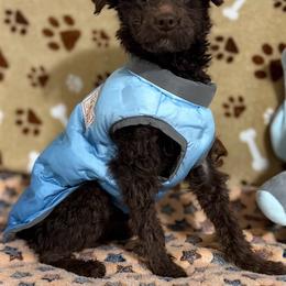 Spider - Poodle
