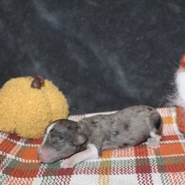 Latte - Blue merle female Aussiedoodle puppy in Loretto, Tennessee from K Kountry Farm