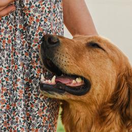 Golden Retrievers from Bethel Park Goldens