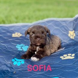 Sofia - Liver Miniature Schnauzer puppy in Texas from Savannah's Schnauzers
