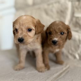 Cavapoochon Puppies from Doodles by design