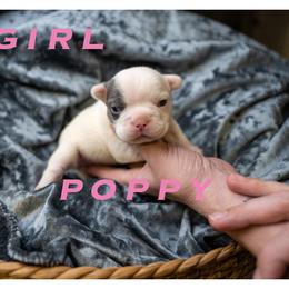Poppy - White female French Bulldog puppy in Denison, Texas from Lovemyfrenchies – Stoddard Frenchbulldog's