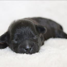 Hattie - Black female Shihpoo puppy in Mifflintown, Pennsylvania from Curls & Paws Canines