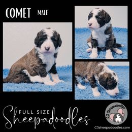 Comet - Brown and white Sheepadoodle puppy in Bloomfield, New Jersey from C3 Sheepadoodles
