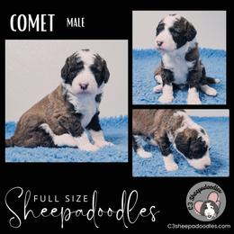 Comet - Brown and white Sheepadoodle puppy in Bloomfield, New Jersey from C3 Sheepadoodles
