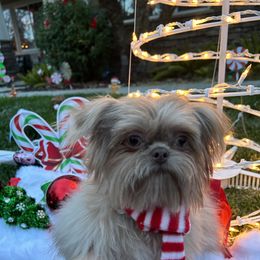 Boy 1 - Liver Shih Tzu puppy in Riverside, California from Angel Babies