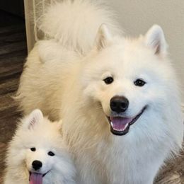 Samoyed Puppies from Hill Country Samoyeds