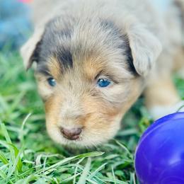 Ginger - Red merle female Aussiedoodle puppy in Hempstead, Texas from Young Gun Aussies