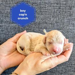 Cap'n Crunch - Cream male Goldendoodle puppy in Cambridge, Minnesota from Country Meadow Doodles